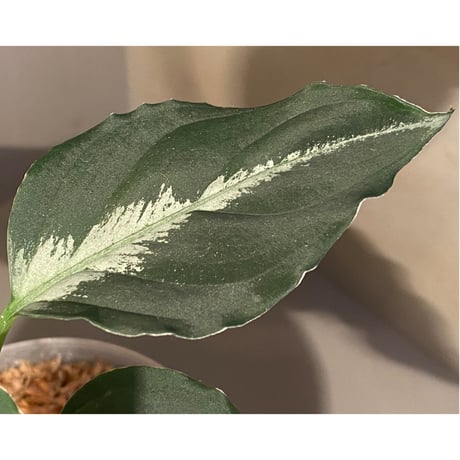 Aglaonema pictum "BB4.5th" BNN from Sibolga timur [AZ0617-43] No4