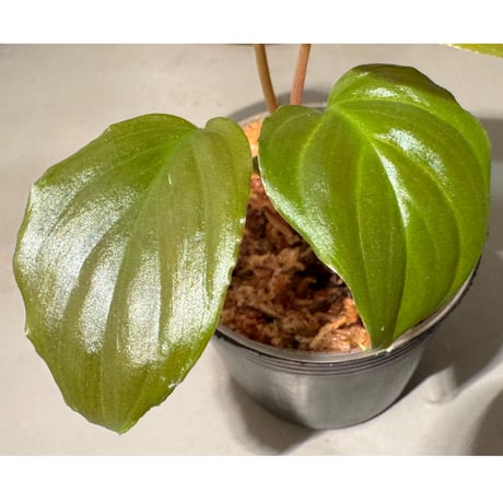 Homalomena sp. "Black Jambu" from Round Purbalingga [カミハタ 2023]