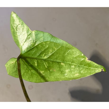 Cyrtosperma beccarianum from Papua barat [LA0022-3.5z]