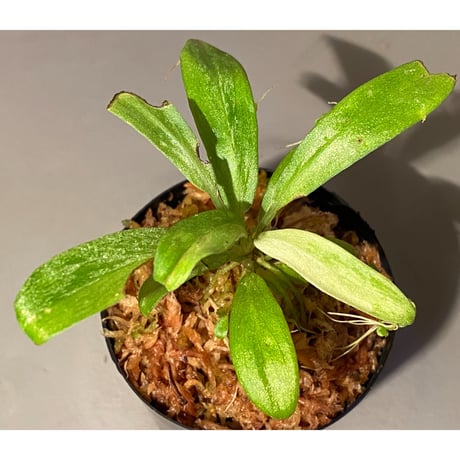 Schismatoglottis sp. "初霜錦" from Murung raya [LA0515-05]