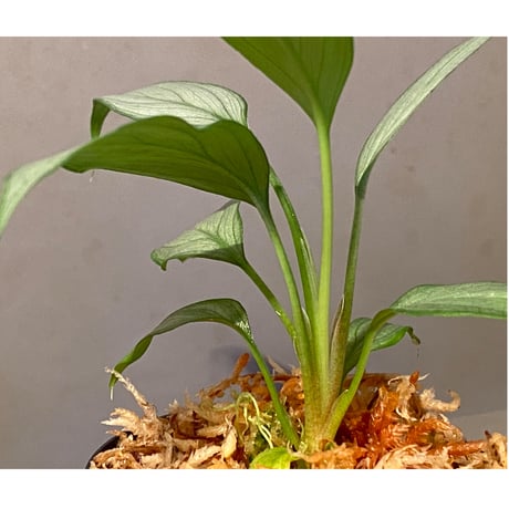 Homalomena sp. White leaf from "Pendang" Kal tengah [TB]