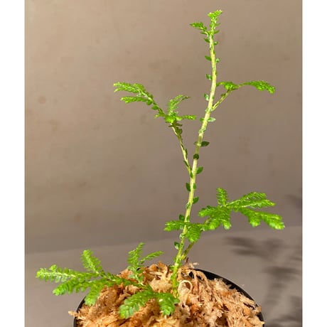 Selaginella plana 伊藤蟻植物農園