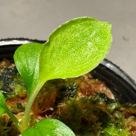 Homalomena sp. from Solok sumatera [LA0616-03]