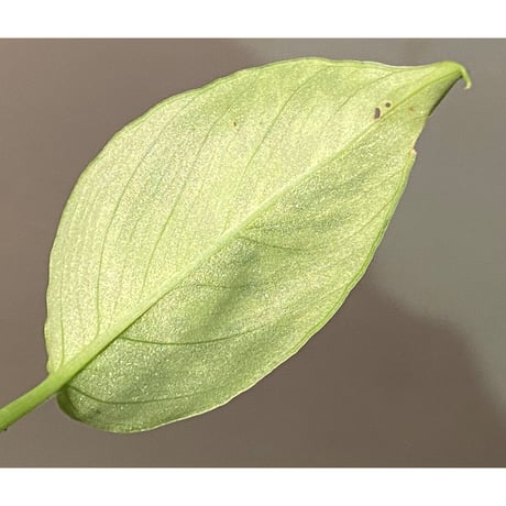 Schismatoglottis sp. from Kapuas hulu Kalimantan barat