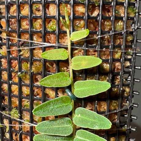 Marcgravia umbellata
