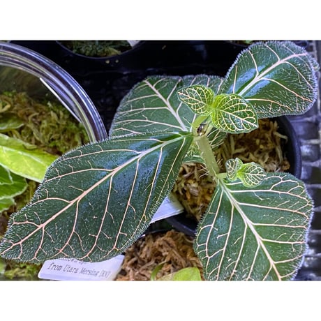 Argostemma neurocalyx from Riau sumatera [LA0815-02]