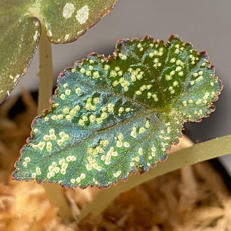 Begonia variabilis from Khao Luan Thailand [TK]