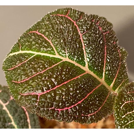 Pearcea hypocyrtiflora from Rio Napo Ecuador [tanakay] 赤葉脈