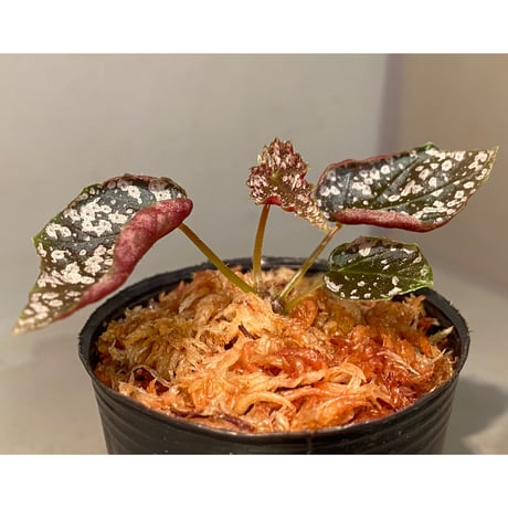 Begonia formosana from Taiwan