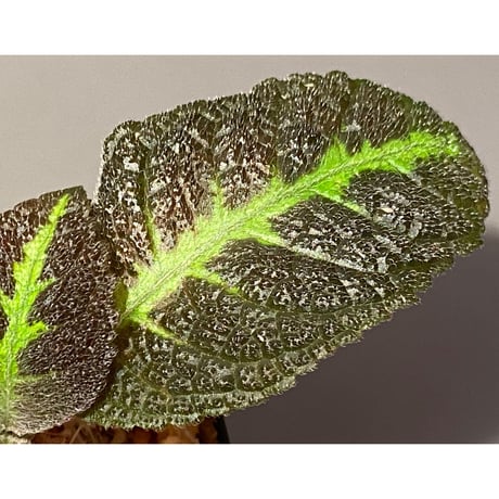 Nautilocalyx picturatus