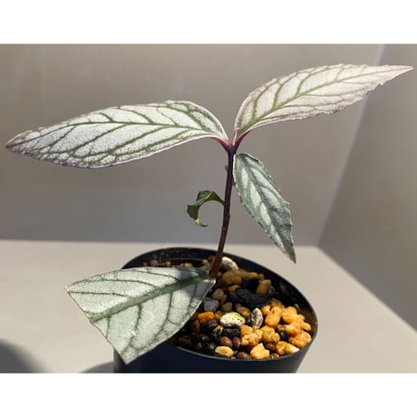 Ardisia sp. from Ache Sumatera [LA]