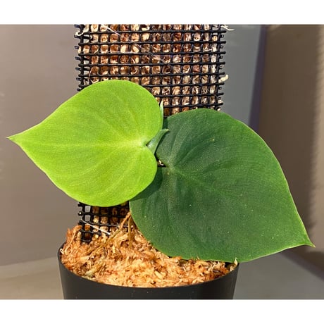 Philodendron sp. from Iquitos Peru [tanakay] ①