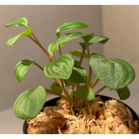 Homalomena sp. from Bukit Fraser [KN]