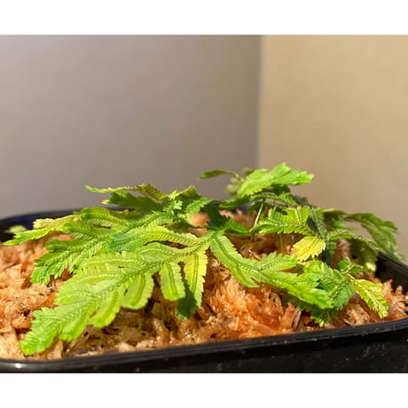 Selaginella biformis [STRINGE PLANTS]