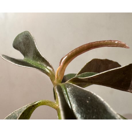 Labisia sp. from Landak West Kalimantan