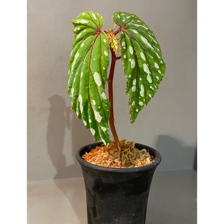 Begonia sp. "Mempawah hulu" Landak Kalimantan barat [TB]