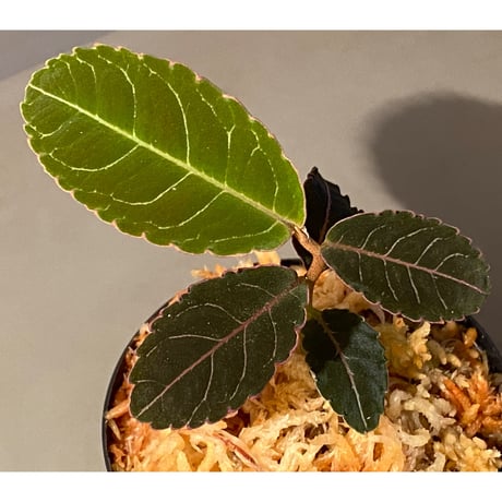 Labisia sp. from Riau Sumatera