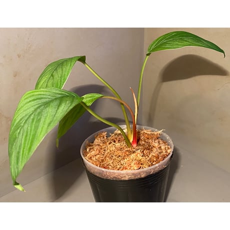 Homalomena sp. from Padang sumatera [LA0117-02]