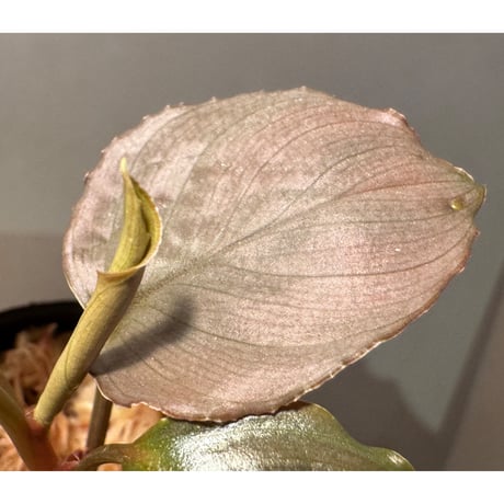Homalomena sp. "Silver Red" from  Pulau Lingga
