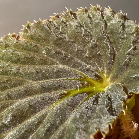Begonia sp. from Kapuas hulu