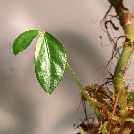 Elatostema sp. from Nopphitam[TK260915]