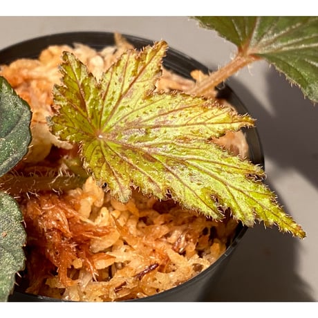 Begonia cv. Jaggy [LA0314-00-f1]