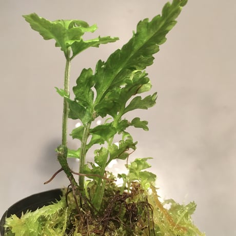 Bolbitis sp. from Siberut [LA]