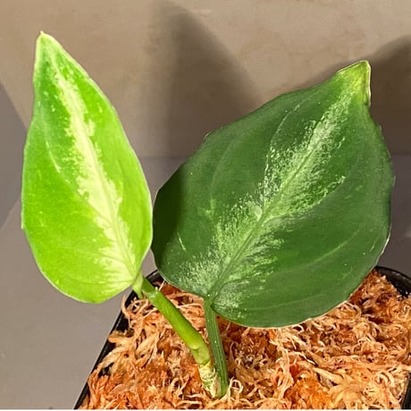 Aglaonema pictum tricolor DFS from Sumatera Barat [AZ0912-1]