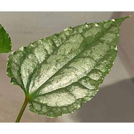 Cissus sp. "Padang" Sumatra barat [TB]