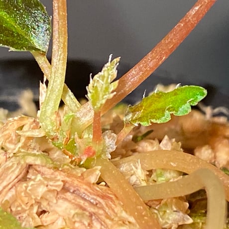 Begonia '煉獄-壱' [LA hyb.-f1-01]