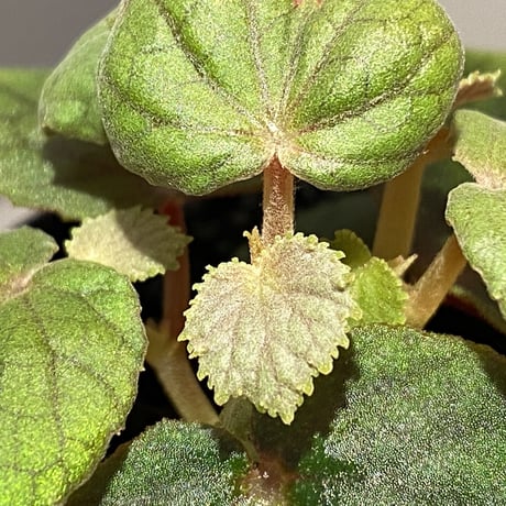 Begonia sinuata