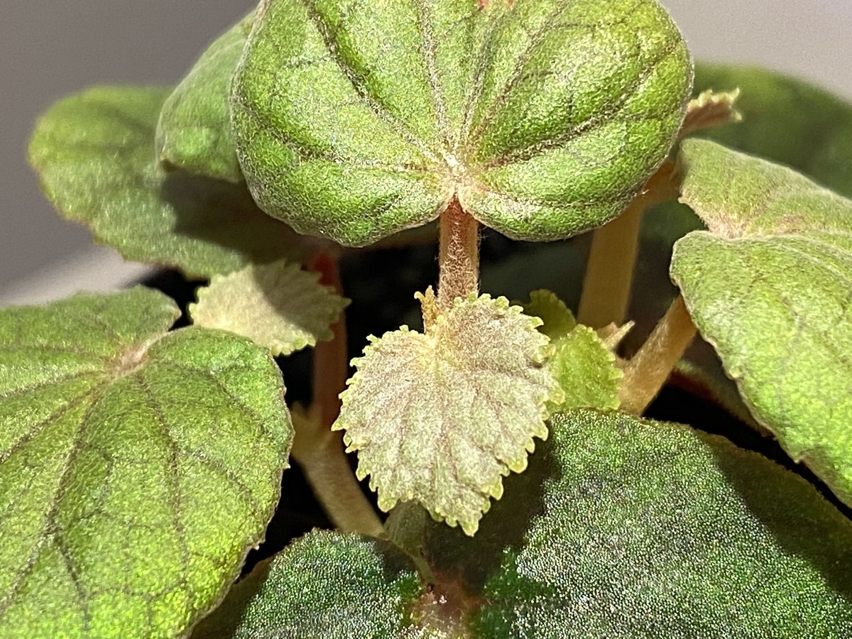 Begonia sinuata | M・R・G・R