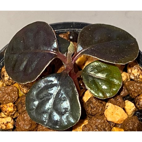 Ardisia sp. from Kayulapis [TB]