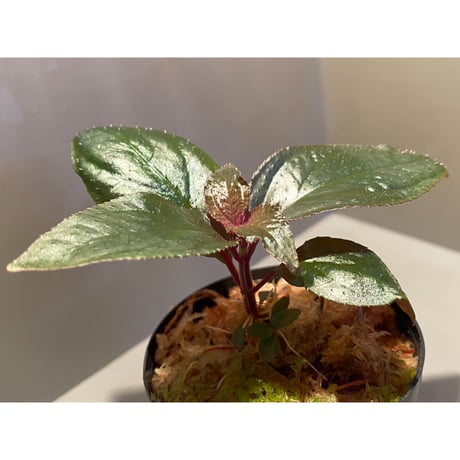 Sonerila sp. wf1 from Phang Nga Thailand [KZT]