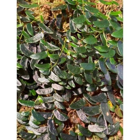 Ficus sp. from Mt. Besar