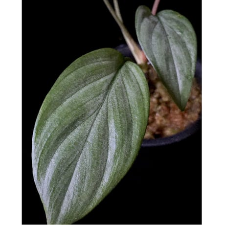 Homalomena sp. 銀4 from Cameron Highlands [TK060315]