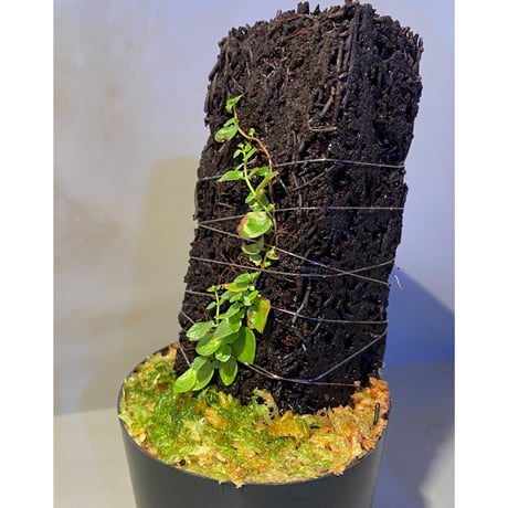 Ficus sp. from Aceh sumatera [LA0616-04]