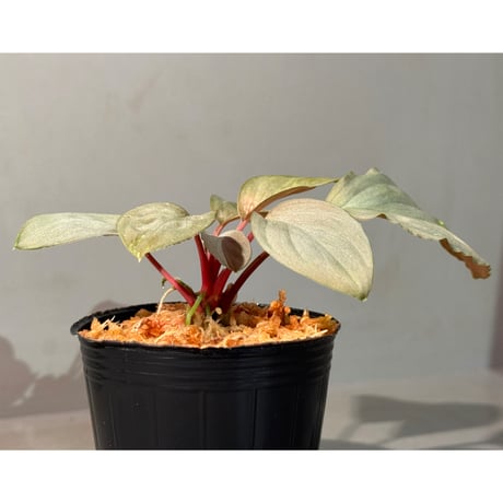 Homalomena sp. "Silver Red" from Peninsular Malaysia [AZ0515-4]