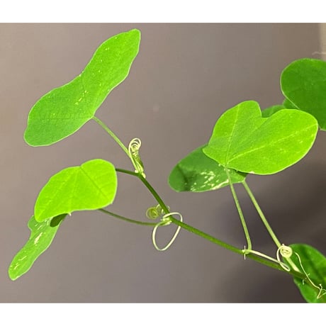 Passiflora apetala from Costa Rica