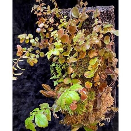 Pilea imparifolia from Iquitos Peru [tanakay]