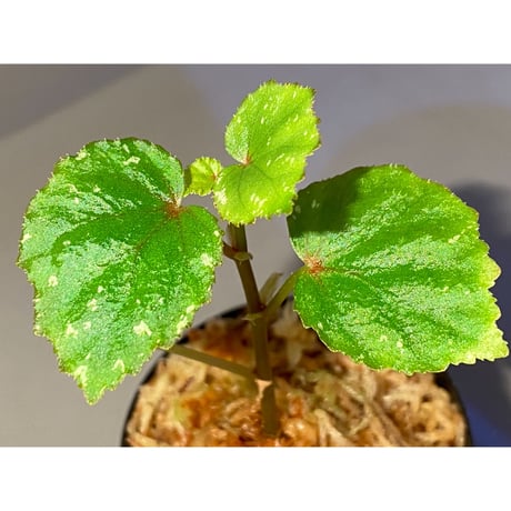 Begonia sp. from North Toraja [S0919-02] STRINGE PLANTS
