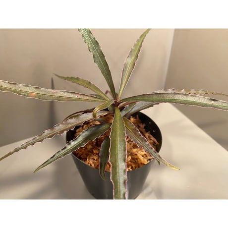 Ardisia sp. from Kapuas Hulu Kalimantan barat