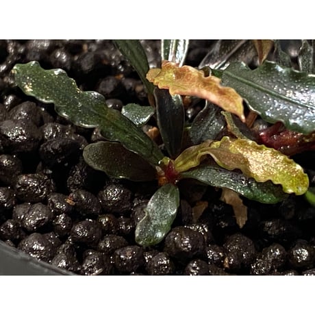 (３芽株) Bucephalandra micrantha "Kayulapis 1" [TB]
