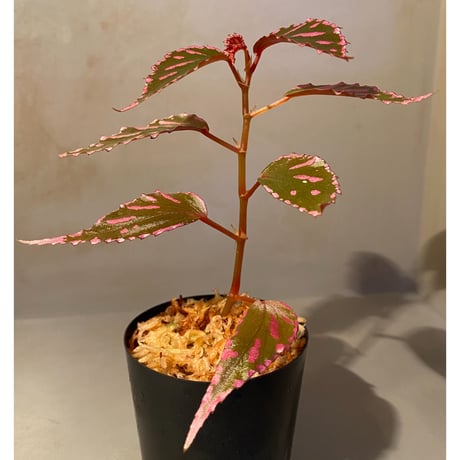 Begonia sp. ぼっち株 from Julau [R1214-01b]