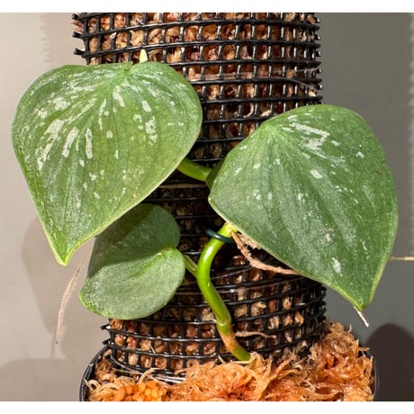 Philodendron sp. from Iquitos Peru [tanakay]