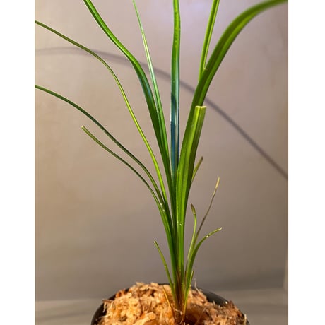 Mapania sp. from "Nanga pinoh" Melawi Kalimantan barat [TB]