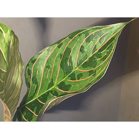 Aglaonema Mutant (rotundum × pictum)
