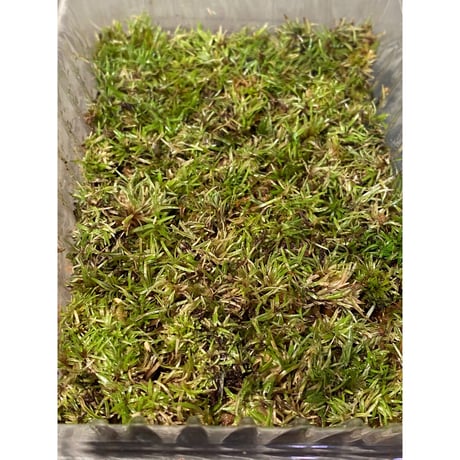 Moss from Ipoh State Malaysia