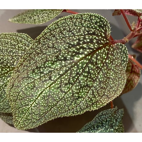 Sonerila sp. from Phitsanulok