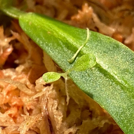 Schismatoglottis sp. "初霜錦" from Murung raya [LA0515-05]